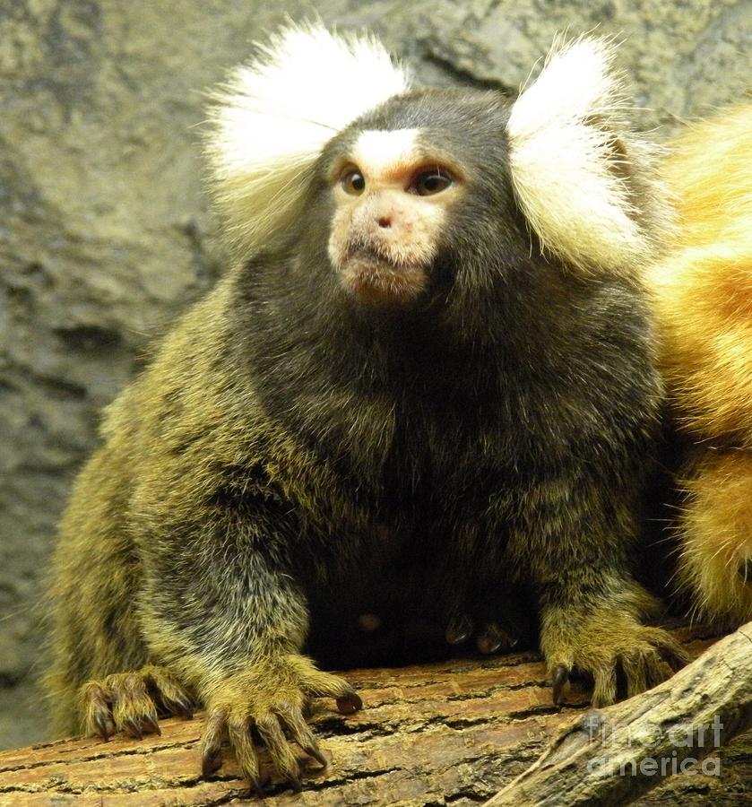 On all but the big toe, they have claw-like nails called tegulae instead of 
flat nails (ungulae) of other primates. The presence of claw-like nails helps common marmosets in clinging vertically to trees, running quadrupedally across branches, and moving between trees by leaping.