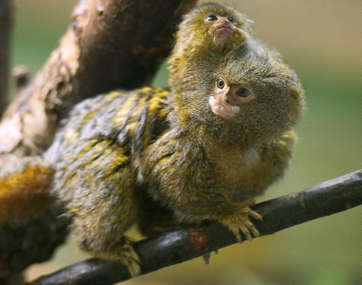 In typical marmoset society, the responsibility of youngsters is shared by the 
father and other group members. Things like carrying, sharing food, looking out for predators and keeping an eye on the young marmosets is taken care of by various members of a troop of marmosets.