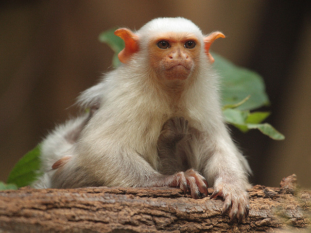 The fur of the silvery marmoset is colored whitish silver-grey except for a 

dark tail. Remarkable are its naked, flesh-colored ears which stand out from the skin.
