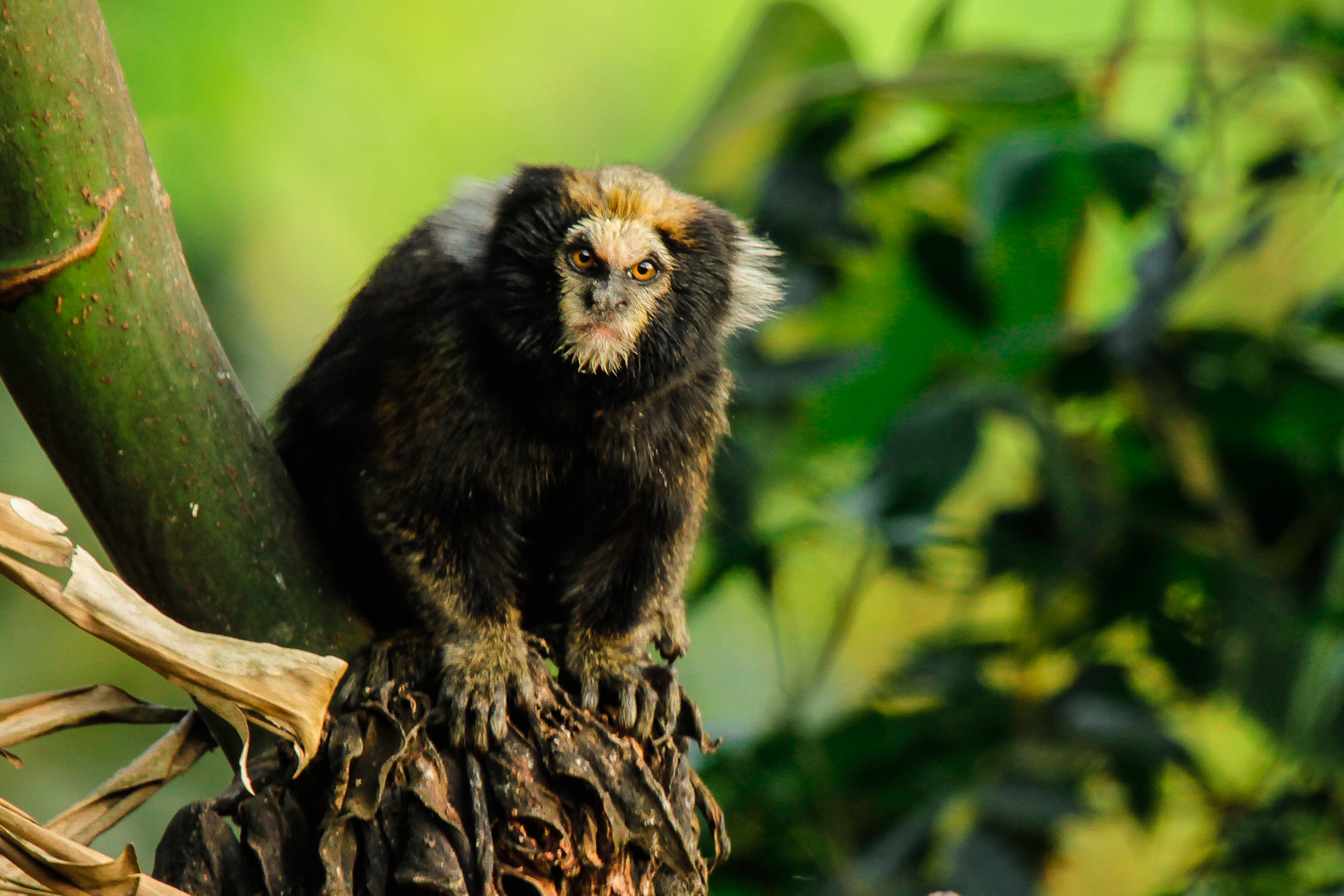 The Buffy-Tufted Marmoset is very similar in appearance to the Common Marmoset, but it is typically larger in many aspects. 