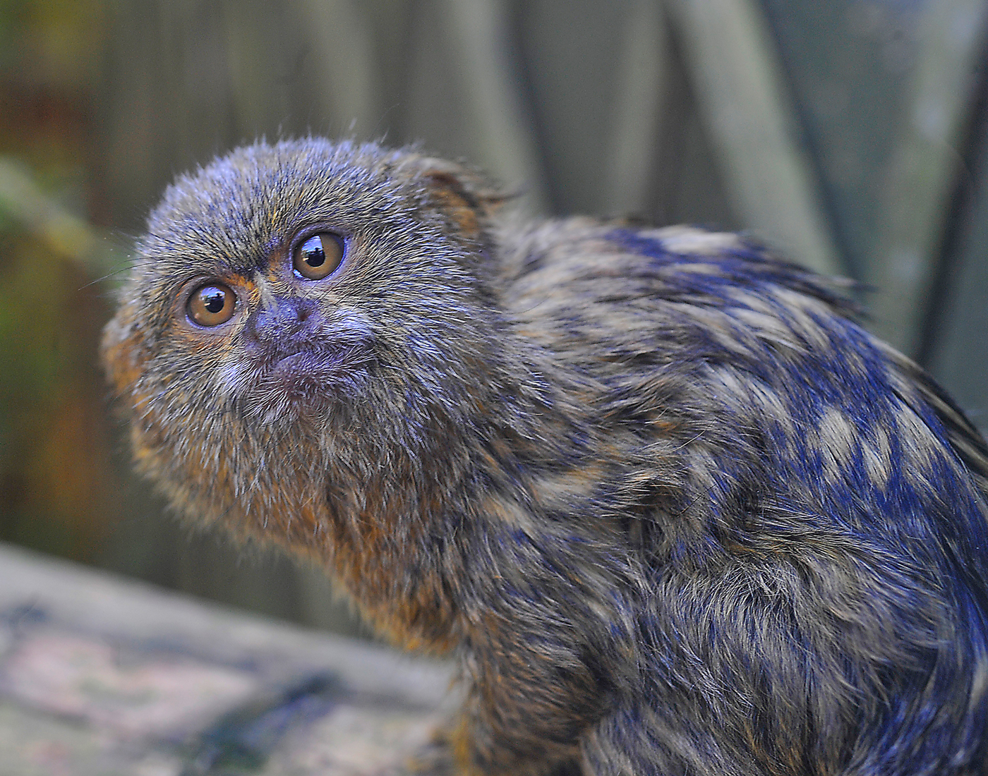 The biggest threat to pygmy marmosets is the pet trade. They are still 
relatively common throughout their range and have the ability to live in fragmented forest close to settlements.