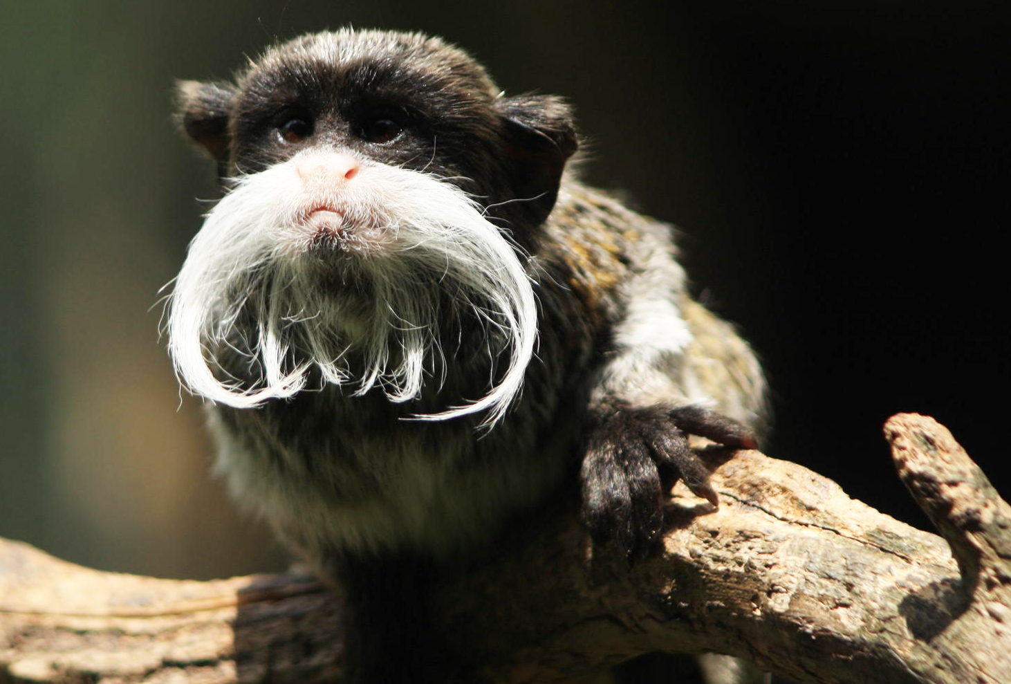 The Emperor Tamarin is allegedly named for its resemblance to the German 
Emperor Wilhelm II.
