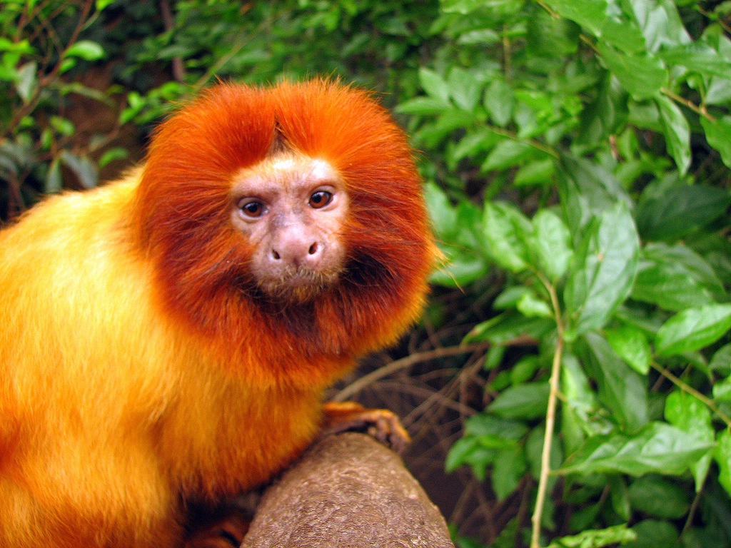 The Golden Lion Tamarin gets its name from its bright reddish orange pelage 
and the extra long hairs around the face and ears which give it a distinctive 
mane.