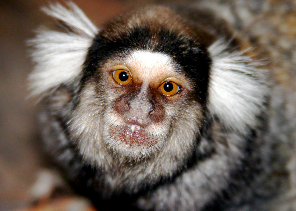 Male marmosets reach sexual maturity one year after birth while females may 
become sexually active on becoming 20-24 months old. 