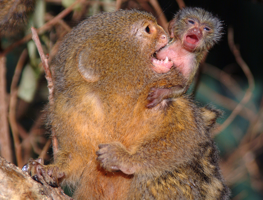 Pygmy Marmosets grow up to 15 cm long, however their tails can be up to 23 cm long.
