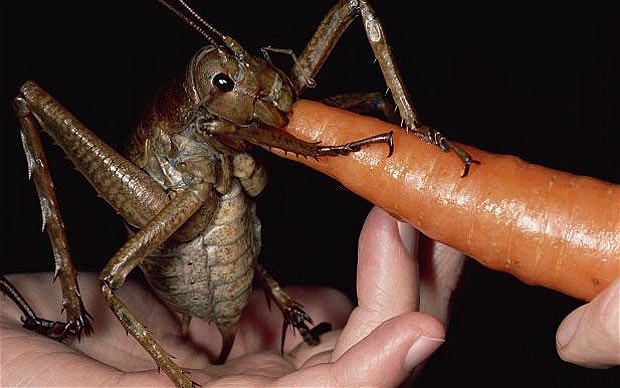 world's biggest insect