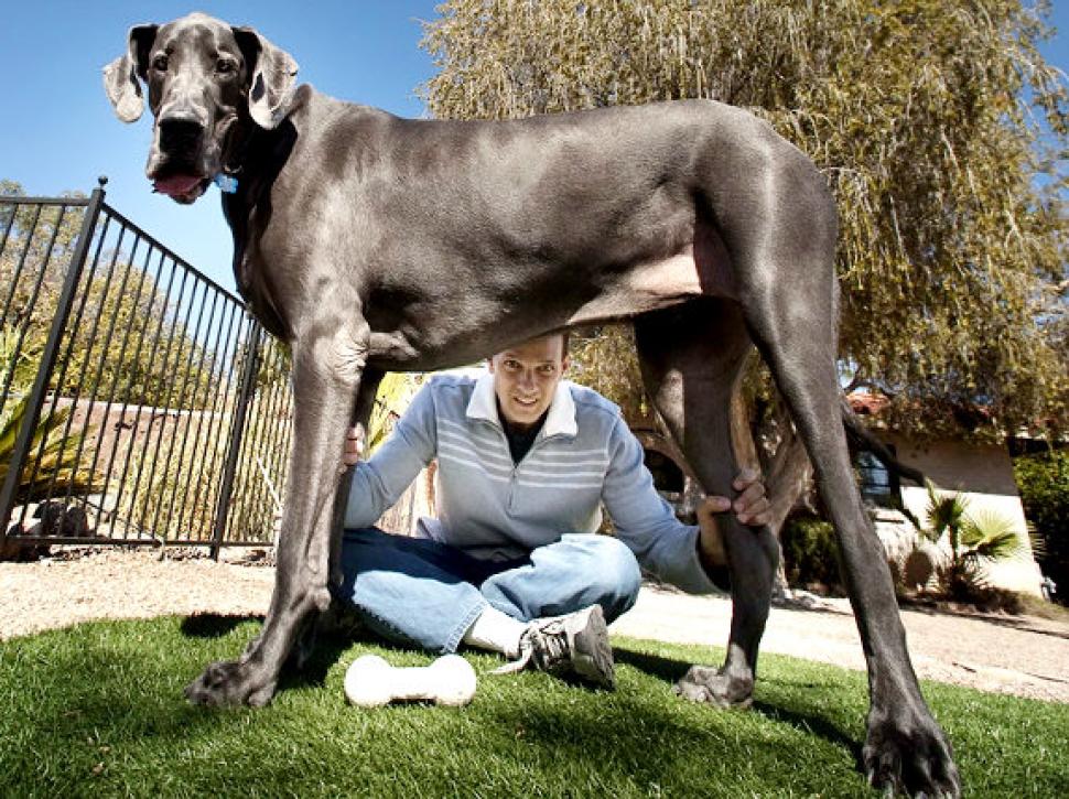 biggest dog in the world 2019