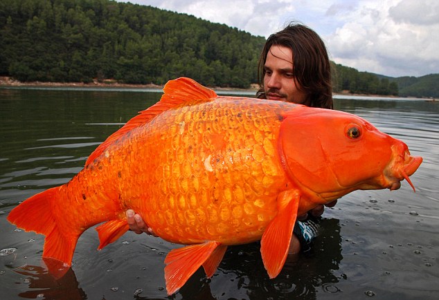 Angler Raphael Biagini got the surprise of his life when he landed this gigantic koi carp on a fishing trip to France. At 30lb it's thought to be the largest of its kind ever caught in the wild.