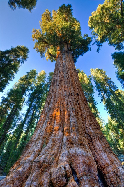 The General Sherman tree is found in Sequoia National Park and is believed to be the world's largest tree by volume. The tree is about 52,500 cubic feet (1,487 cubic meters) in volume. General Sherman is estimated to be about 2,000 years old.
