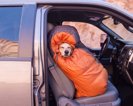 cool pic dogs camping