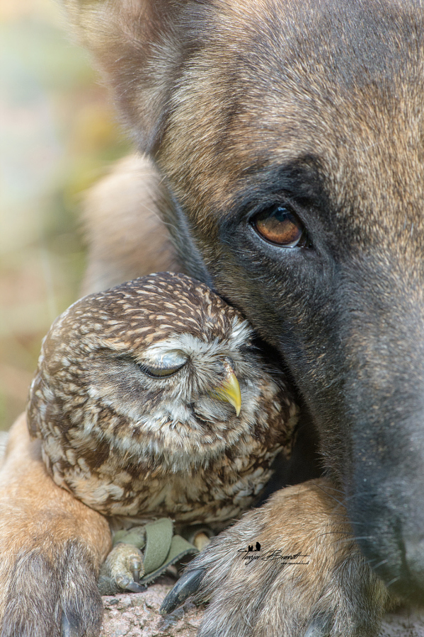 cool pic dog and owl