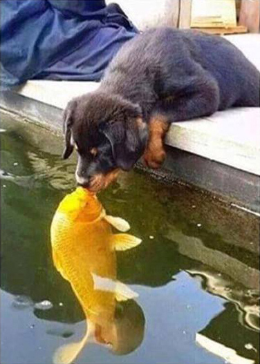 cool pic fish kissing dog