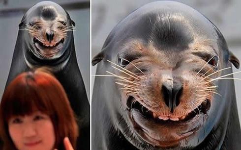 sea lion smiling