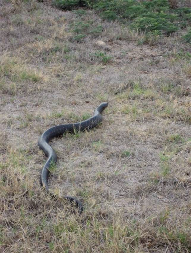 Why You Never Kill A Black Snake