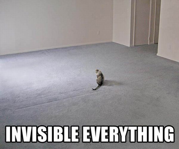 Avi's Cats of Invisibility