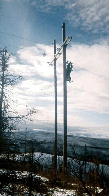 Flying Moose Incident - Fairbanks , Alaska
"They were laying new power cables which were strung on the ground for
miles. The moose are rutting right now and very agitated. He was
thrashing around and got his antlers stuck in the cables. When the men
miles away began pulling the lines up with their big equipment, the
moose went up with them. Th