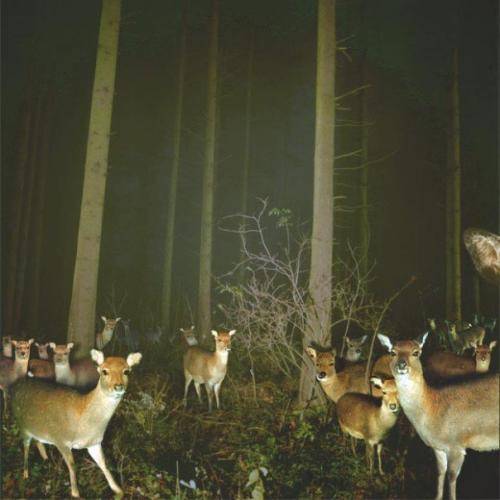 ever hear of deer cought in headlights!