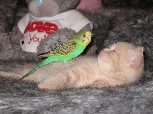 The Kitten and the Bird8207