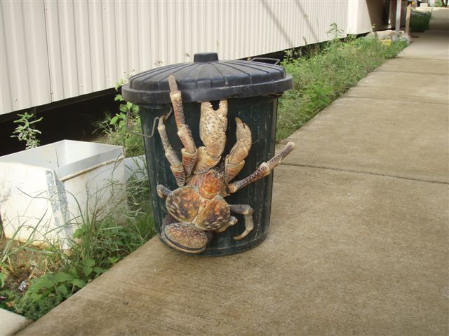 This is the largest terrestrial arthropod in the world. It is known for its ability to crack coconuts with its strong pincers in order to eat the contents. 

It is sometimes called the robber crab because some coconut crabs are rumored to steal shiny items such as pots and silverware from houses and tents. 


