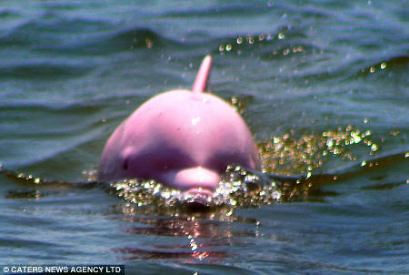 Albino Dolphin Spotted In The Wild