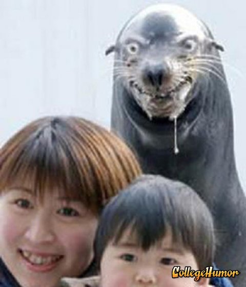 The seal is the best looking one.