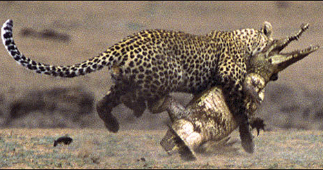 Predator vs Predator - Leopard Conquers Crocodile