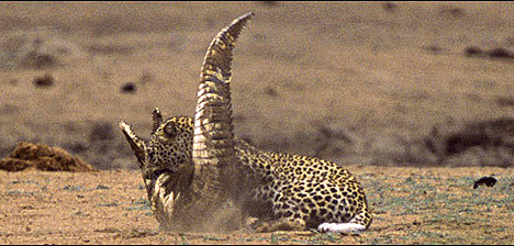 Predator vs Predator - Leopard Conquers Crocodile