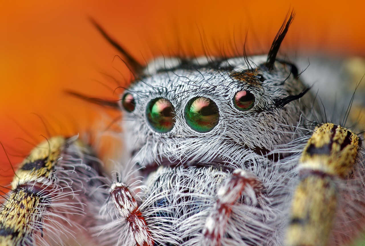 Spiders Closeup!