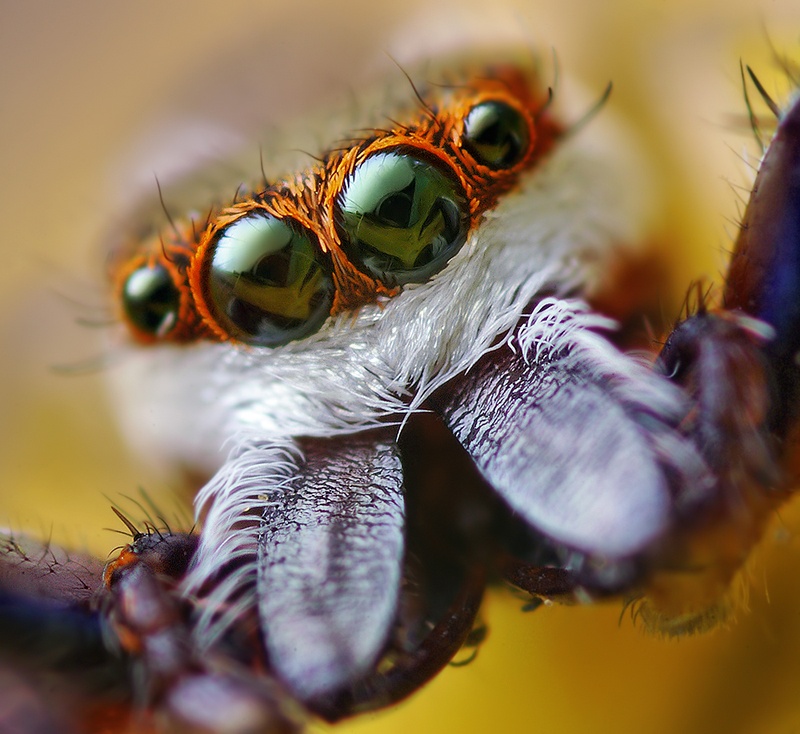 Spiders Closeup!