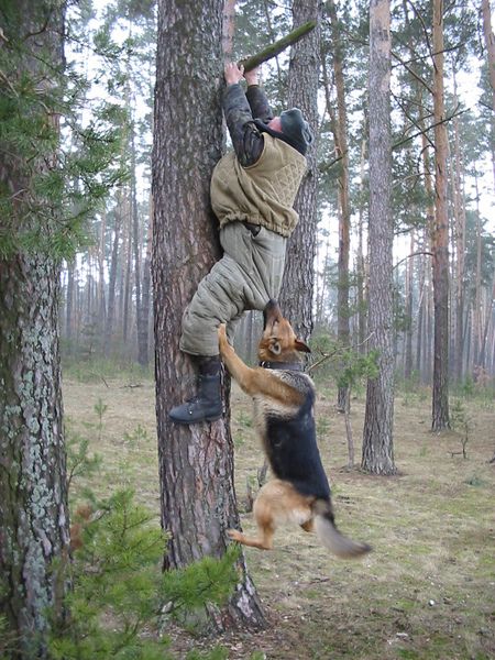 Tree Climbing Dogs