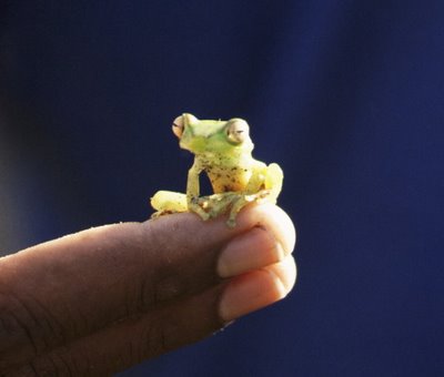 Frogs are so Freeky!!