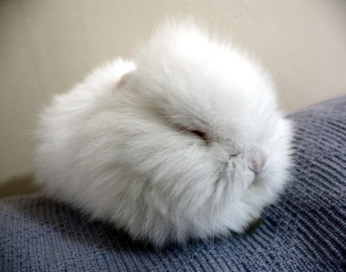 Some say its a kitten, others say its a bunny. What do YOU think?