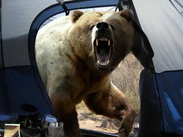 Yes, camping in Canada can be lots of fun, but when a bear decides to wake you up, the fun usually stops here!
