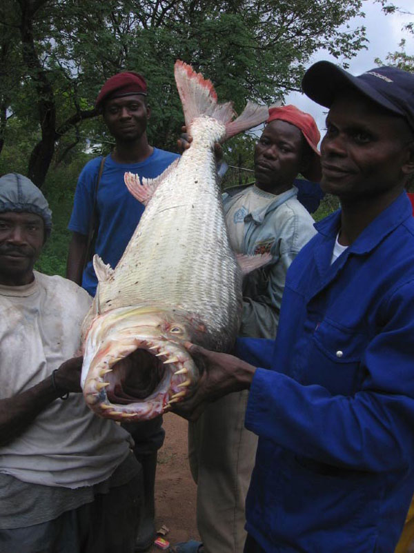 World Record Size Piranha!