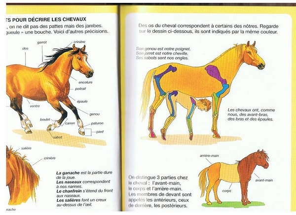  My french is a little rusty, but I think the caption on this illustration says this dude is totally getting banged by a horse. 
