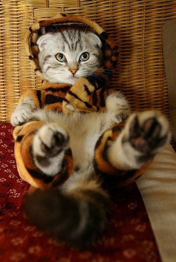 Cat in pajamas!