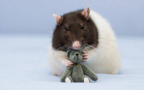 These mice are so cute!