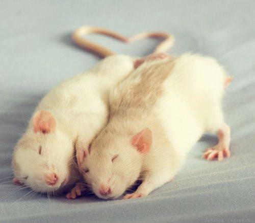 These mice are so cute!