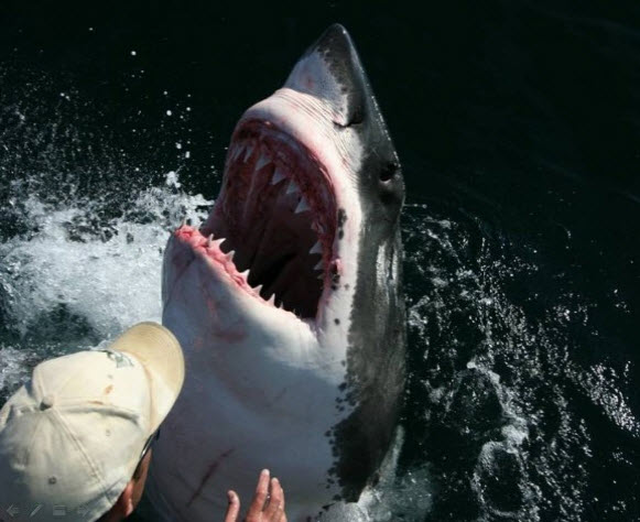 Imminent Shark Attacks !