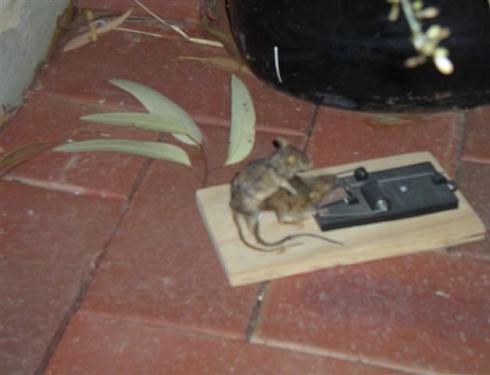 Either that mouse has eaten too much of the mouse poison, or not enough.