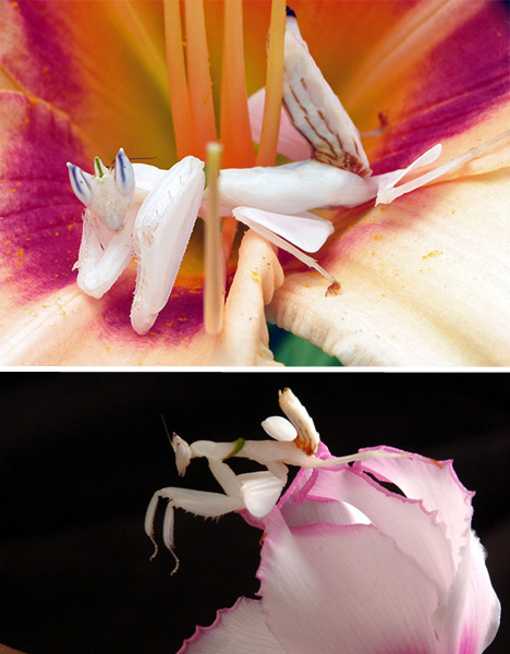 Orchid mantis looks like flower