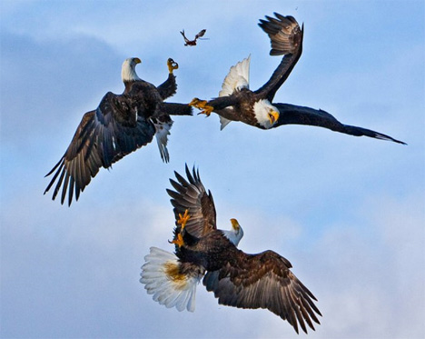 Three Eagles Fighting Over a Fish