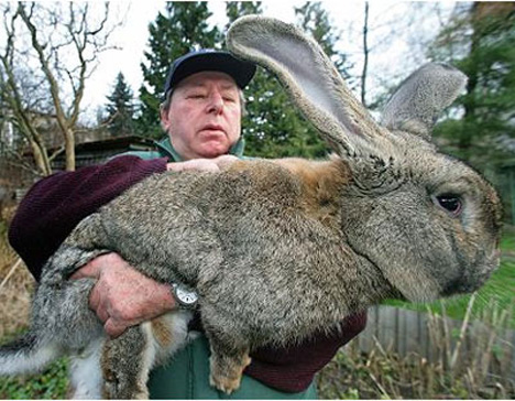 Can a Bunny Really be This Insanely Huge?