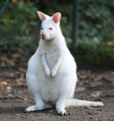 Rare Albino Animals