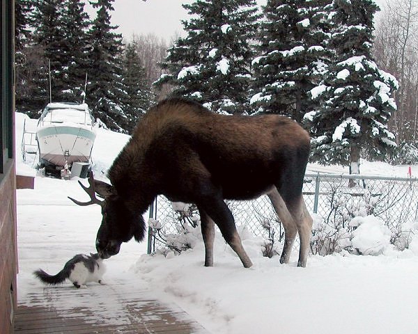 moose kisses