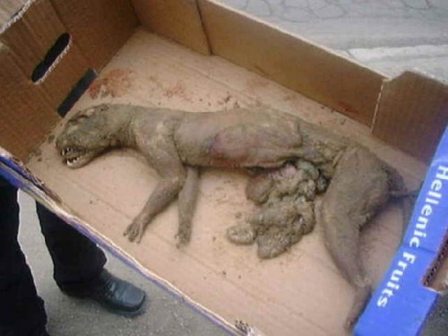 Unbelievable  fake Real Monsters"