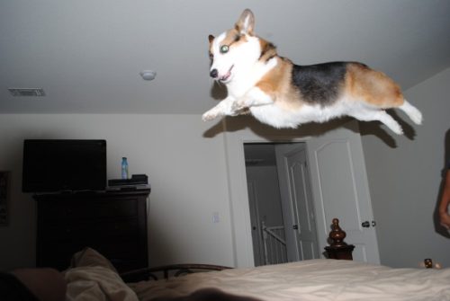 Animals that have found how to use Anti-Gravity
