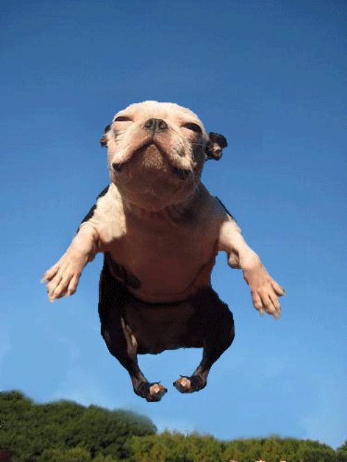 Animals that have found how to use Anti-Gravity