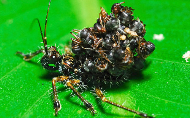This is the assassin bug, a Malaysia native that, after it's finished sucking the liquified internals of its victims, attaches their corpses to its back for armor/intimidation.