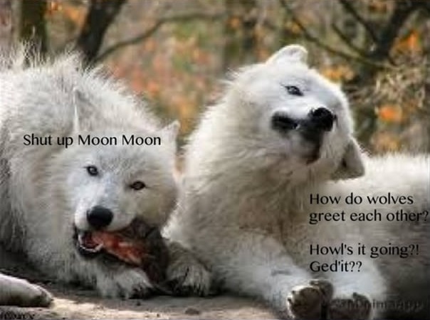 Some Guy's Wolf Name is "Moon Moon."